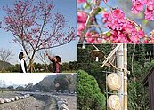 大同鄉「櫻花季」　崙埤村河濱公園將登場