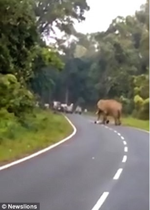 印度 大象 踩死人 (每日郵報)