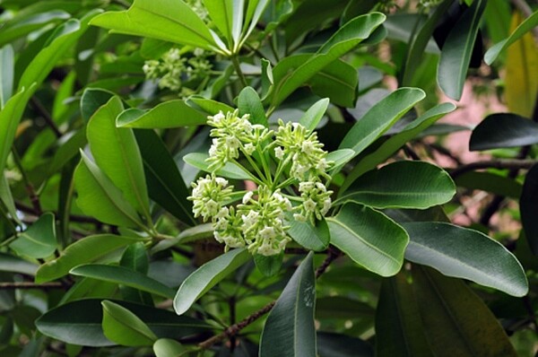 黑板樹開花時，散發出的特殊氣味，常讓民眾反應噁心想吐（圖／翻攝自中央研究院）