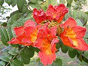 不只有黑板樹…　這些花木還會飄屎、汗味