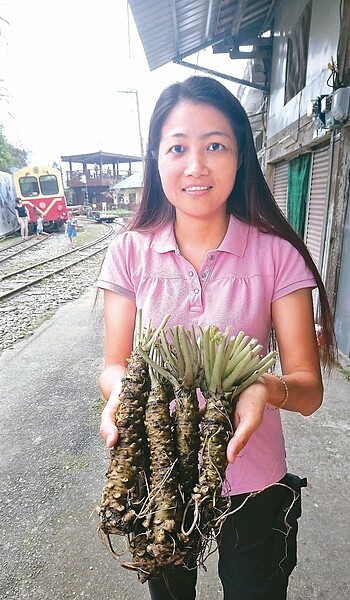 嘉義林管處今年底前收回林地,阿里山種山葵農民說,明年就吃不到阿里山山葵了。 記者卜敏正/攝影