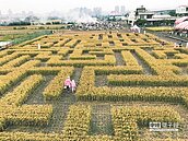 雨中焢窯闖迷宮　體驗農村樂