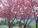 連日冷颼颼　桃園境內北橫公路山櫻花盛開