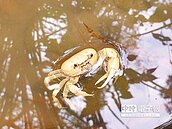 陸專家籲成立馬頭山保護區