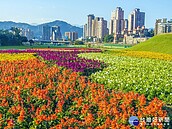 賞花不必人擠人　北市道南河濱11萬盆童趣花海繽紛綻放中