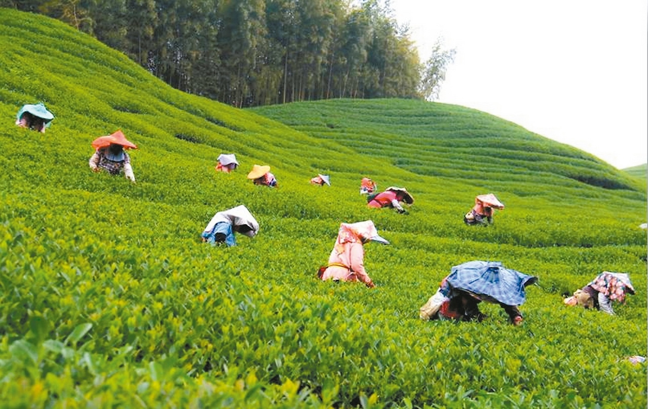 採茶按數量計價， 東南亞的採茶婦都很賣力。 記者張家樂／攝影
