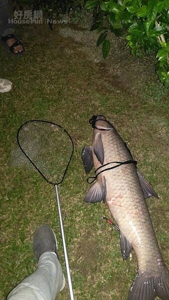 碧湖公園釣魚。（翻攝自內湖讚社團）