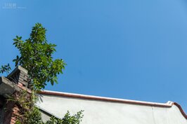 無人照顧的老房子，雜草與樹木就這樣隨意地長著，襯著藍天交織出生命的樂章。