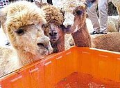 天馬牧場動物無家可歸　市府協助覓地　春節前重開幕