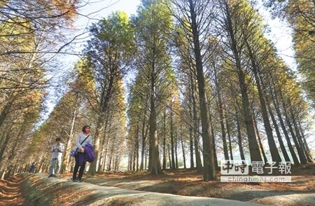 八德區落羽松祕境已成為網紅景點，市府允諾將輔導園區管理及改善周遭交通問題。（范揚光攝）