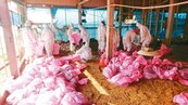 禽流感提早報到　12月來撲殺近4萬隻雞鴨鵝