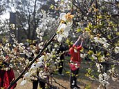 角板山賞梅　有吃又有得玩