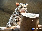 全台不到600隻！超萌石虎「集寶」將回南投生兒育女