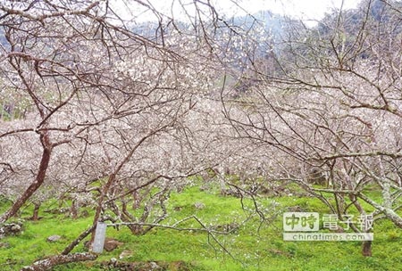 仁愛鄉西伯梅區的梅花已開逾5成，白梅似雪，迎接遊客到訪。（楊樹煌攝）