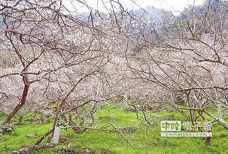 
仁愛鄉西伯梅區的梅花已開逾5成，白梅似雪，迎接遊客到訪。（楊樹煌攝）
 