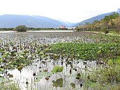 中央能量不足…濕地立法三年　基金沒編半毛錢