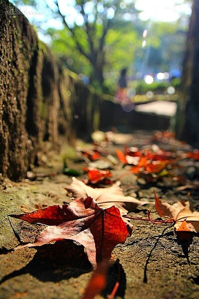 汐止拱北殿賞楓。(網友Happy Chi授權提供)
