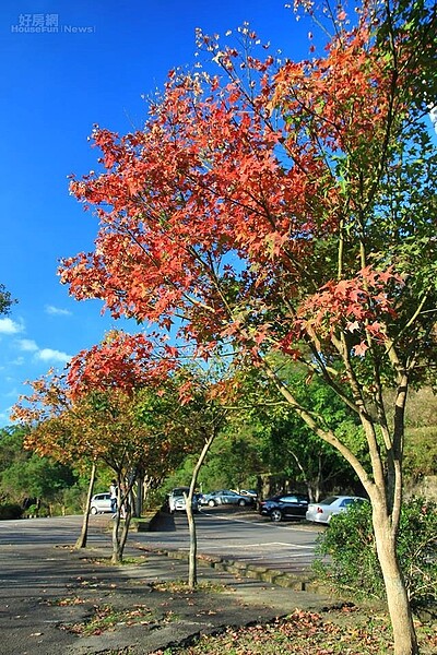 汐止拱北殿賞楓。(網友Happy Chi授權提供)