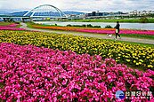 把握盛花期　北市河濱花海綻放至1月底