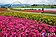把握盛花期　北市河濱花海綻放至1月底