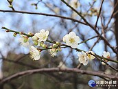 越冷越開花！北市士林官邸、志成公園梅花綻放如雪