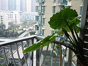 綠色債發行　今年拚倍增