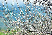 寒流冬雨催花　台南梅嶺梅花10年來最美