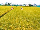 農地蠶食鯨吞　安全存量告急