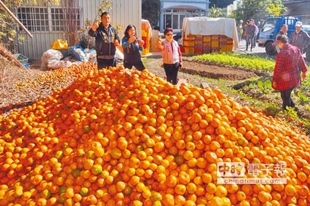 公館大坑地區大堆不良椪柑被堆置，橘農質疑是人工增雨造成農損。（陳慶居攝