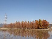 絕美！台中落羽松紅了　一秒彷彿置身歐洲