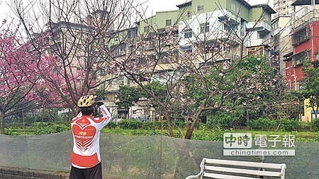 
賞櫻花不用出遠門，新北市汐止區康誥坑溪旁櫻花大道逐漸綻放，吸引不少人前往賞櫻、拍照，汐止區長徐開宇表示，汐止賞櫻景點眾多，其中康誥坑溪旁櫻花步道，因日照時間較長，每年都率先開花，預計一月底會全面盛開，花期約到二月底，適合民眾過年全家出遊賞櫻。（林縉明攝）
 