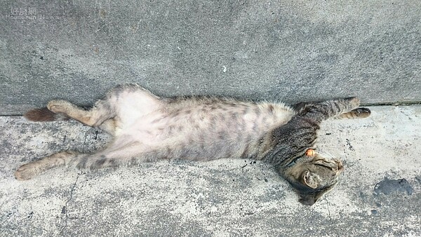 貓。(好房網News記者 陳韋帆/攝影)