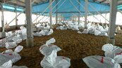 禽流感拉警報　彰化今年首例　撲殺萬隻土雞
