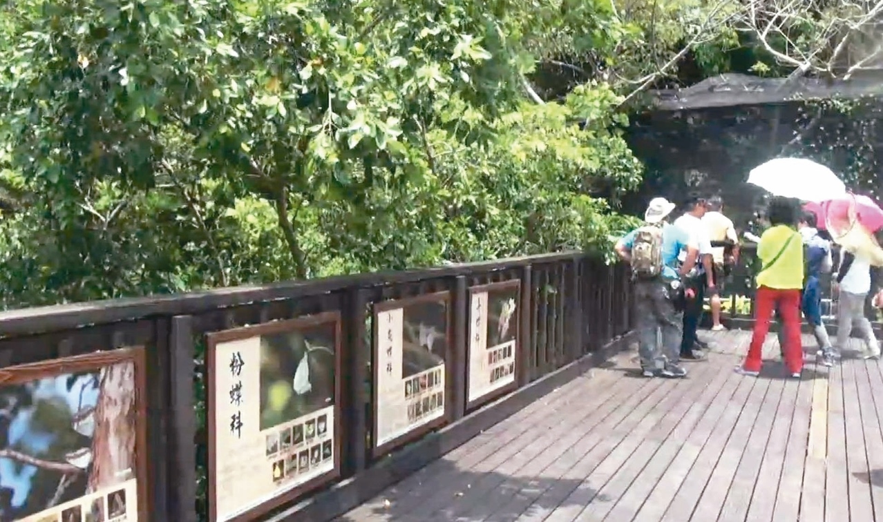 遊客發現，今年茂林紫蝶稀落。 記者王昭月／攝影