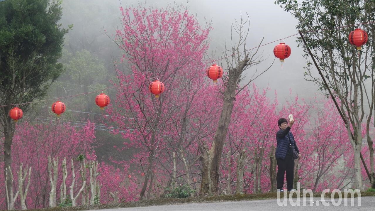 苗栗縣獅潭鄉協雲宮櫻花美麗，吸引賞花遊客拍照。記者范榮達／攝影