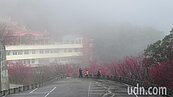 協雲宮櫻花提早報到　雲霧中賞花另類浪漫