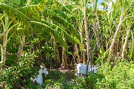 在香蕉樹叢中躲著兩支山羊，不仔細看還會以為是活生生的山羊。