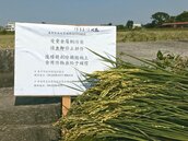 農地重金屬超標　中市剷2公頃稻穗