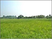 桃園體育場用地　鄭文燦承諾不解編