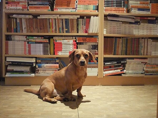 8. 狗與書影,家庭基調溫馨。