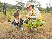 基隆「把樹種回去」1年了　小樹苗迎風搖