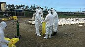 國內再傳禽流感疫情　雲高屏積極消毒