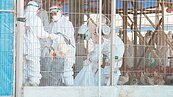 防禽流感　農委會首度啟動空氣監測