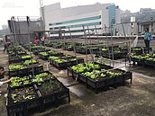 自種自吃　165處都市農園天天開心