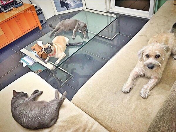 5.泡泡盡可能讓家裡地面保持寬敞，貓狗們活動起來也比較自在。
