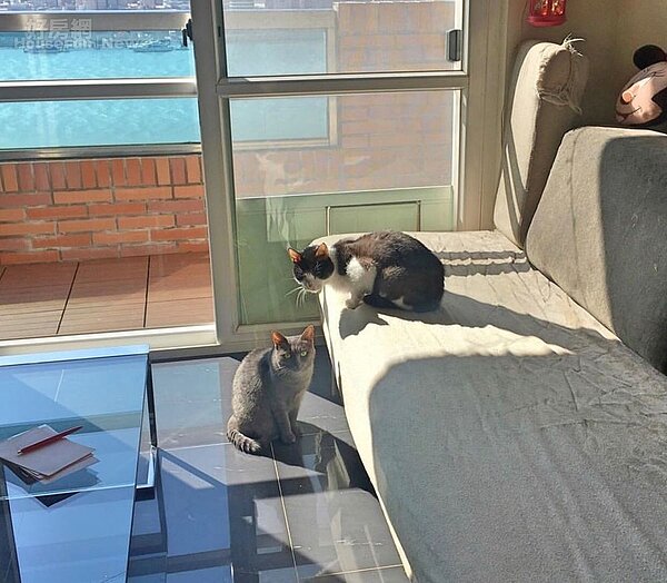 3-4.家中佈置走簡約風，打開窗戶就能遠眺關渡大橋，白天採光也非常棒，貓咪們甚至直接享受日光浴。
