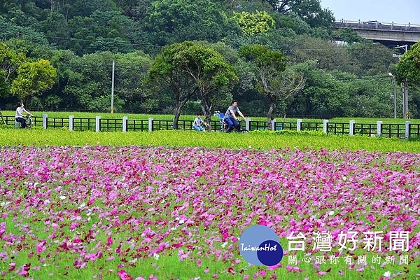 漫遊花彩節新亮點龍潭花區沿著自行車道綻放 好房網news