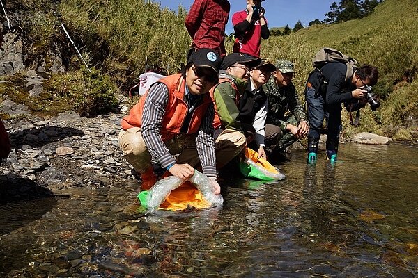 內政部長葉俊榮親自「放生」櫻花鉤吻鮭。(營建署提供)