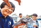 小玳瑁擱淺綠島　海生館收容