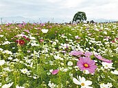 媲美韓劇場景　新社花海盛開